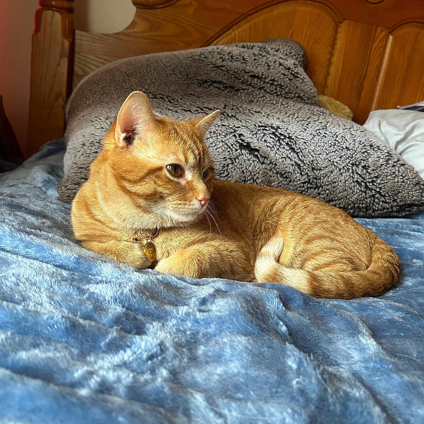 Rusty is registered to the contest to win money with this photo: bed, blanket, cat, collar, cozy, cute, domestic_animal, feline, fur, ginger_cat, indoor, pet, pillow, relaxed, resting, sleepy, soft_texture, tag, whiskers, wooden_headboard