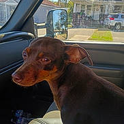 Daisy joined the competition — help win amazing prizes! dog, brown_dog, car_interior, passenger_seat, window, suburban_neighborhood, house, tree, parked_car, daylight, pet, animal, curious, seat, side_view, reflection, transportation, domestic_animal, vehicle, sunlight