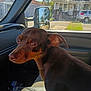 dog, brown_dog, car_interior, passenger_seat, window, suburban_neighborhood, house, tree, parked_car, daylight, pet, animal, curious, seat, side_view, reflection, transportation, domestic_animal, vehicle, sunlight