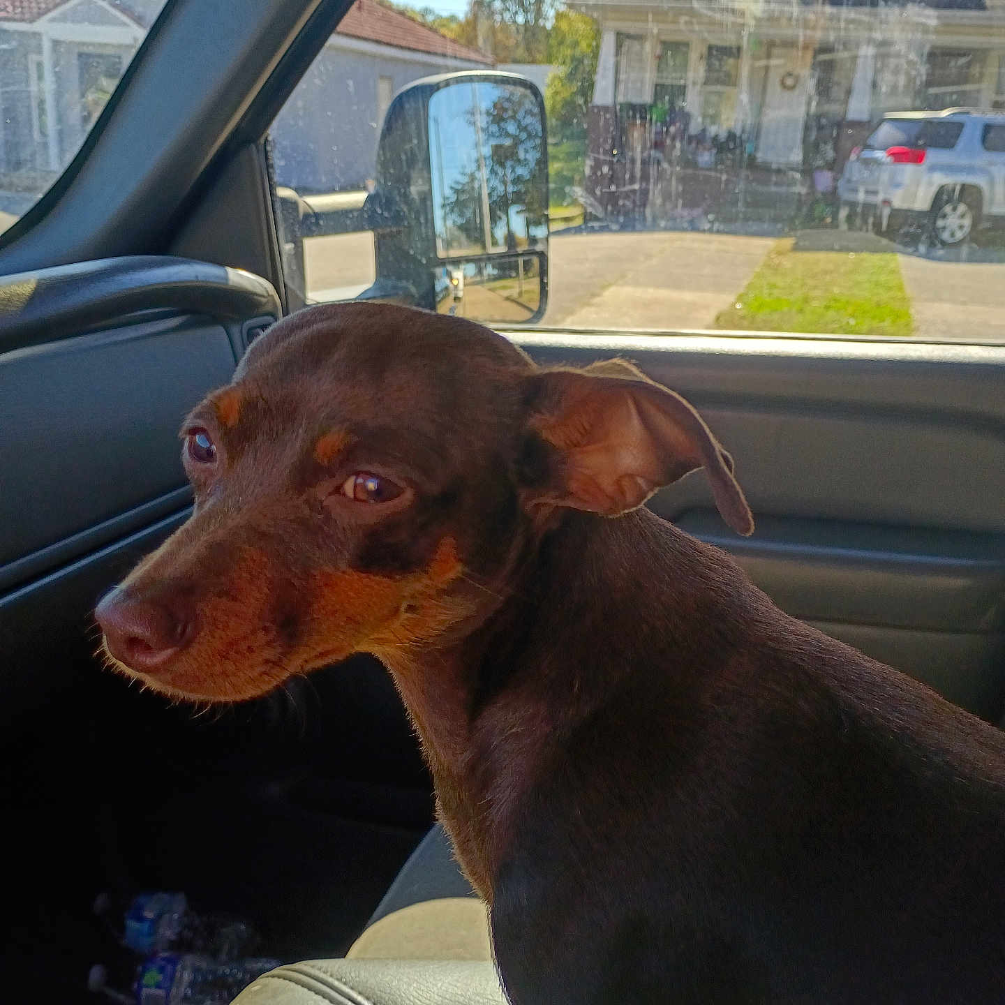 Daisy joined the competition — help win amazing prizes! animal, brown_dog, car_interior, curious, daylight, dog, domestic_animal, house, parked_car, passenger_seat, pet, reflection, seat, side_view, suburban_neighborhood, sunlight, transportation, tree, vehicle, window