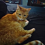 Winona is registered to the contest to win money with this photo: animal, bed, bookshelf, cat, cozy, curious, domestic, ears, eyes, feline, furniture, indoor, orange_tabby, pet, relaxed, resting, room, soft_lighting, tail, whiskers