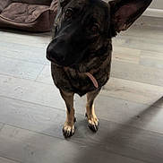Sad'Ie is registered to the contest to win money with this photo: animal, black, brown, canine, collar, companion, curious, dog, dog_bed, domestic, ears, flooring, german_shepherd, home, indoor, looking_up, pet, portrait, standing, wooden_floor