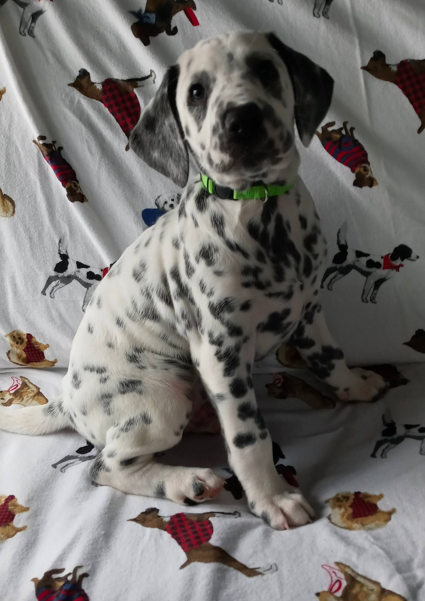 Domino is registered to the contest to win money with this photo: canidae, carnivore, ceramic, companion_dog, dalmatian, dishware, dog, dog_breed, dog_supply, home_accessories, linens, porcelain, serveware, snout, sporting_group, tablecloth, working_animal, working_dog