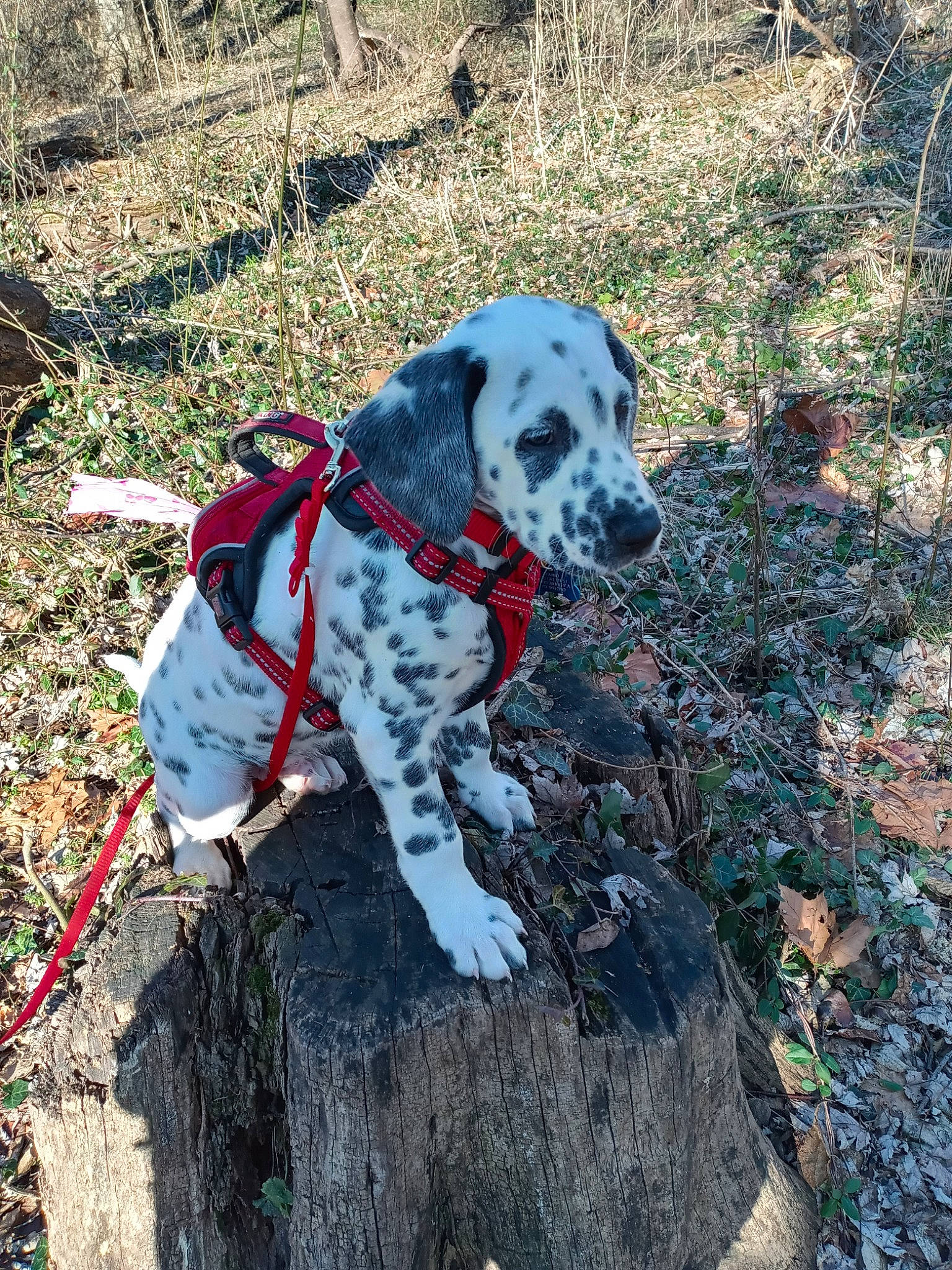 Domino is registered to the contest to win money with this photo: canidae, carnivore, collar, companion_dog, dalmatian, dog, dog_breed, dog_collar, dog_supply, gun_dog, leash, mammal, pet_supply, pointing_breed, snout, sporting_group, trunk, working_animal, working_dog