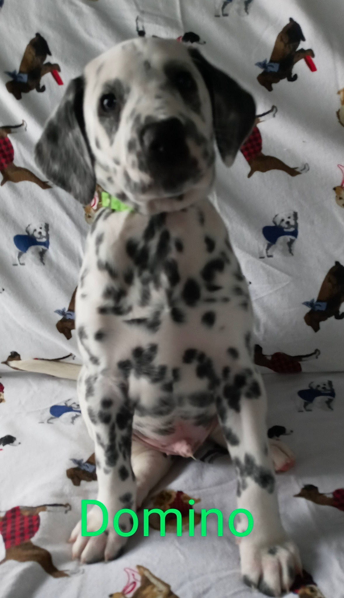 Domino is registered to the contest to win money with this photo: canidae, carnivore, collar, companion_dog, dalmatian, dog, dog_breed, dog_collar, dog_supply, mammal, pet_supply, pointing_breed, snout, sporting_group, vertebrate, whiskers, working_animal, working_dog