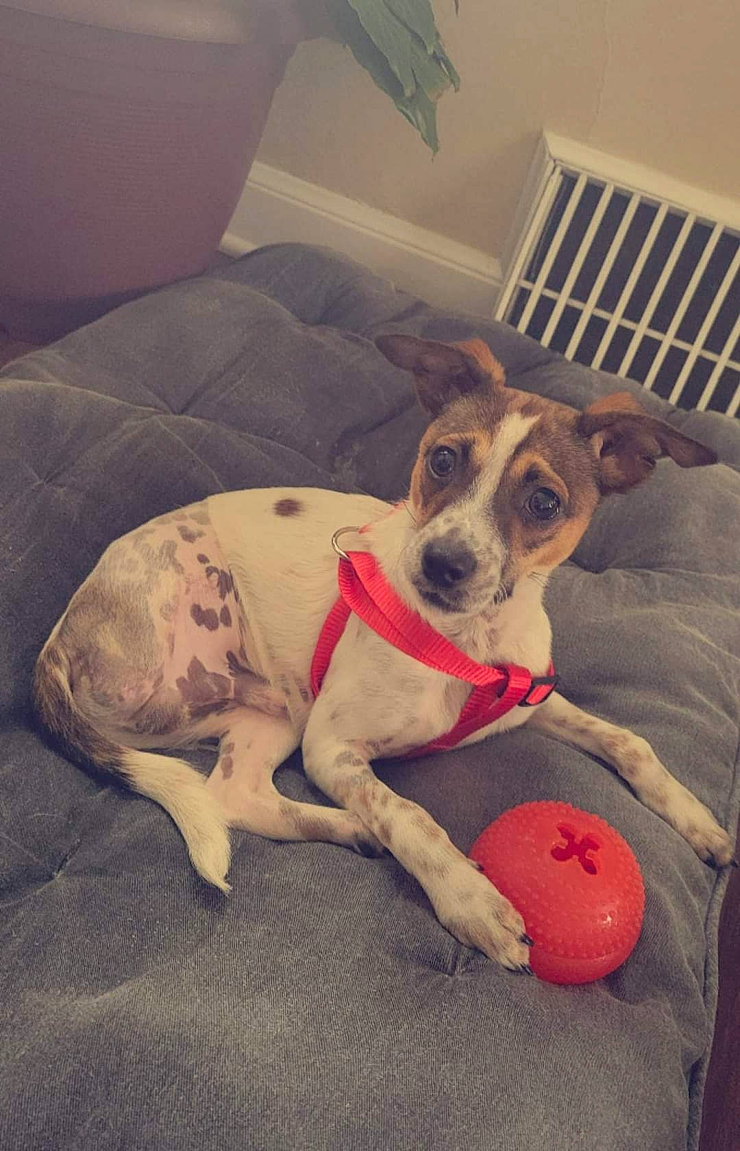 Jellybean joined the competition — help win amazing prizes! ball, carnivore, cloud, comfort, companion_dog, couch, dog, dog_bed, dog_breed, dog_supply, dog_toy, fawn, flooring, paw, pet_supply, puppy_love, snout, sporting_group, square, working_animal