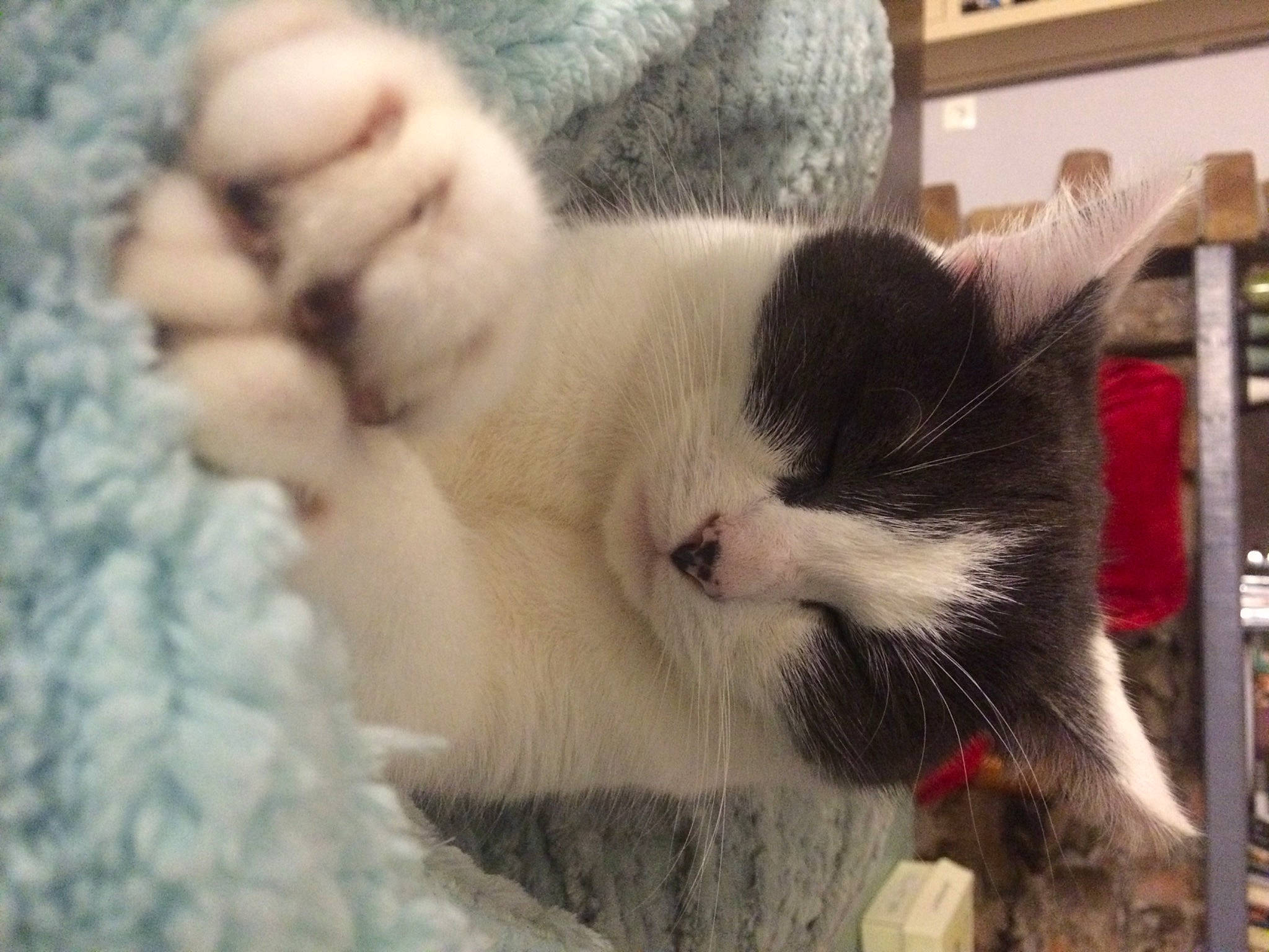 Lael a rejoint le concours — aidez-le/la à gagner de superbes lots ! carnivore, cat, claw, comfort, domestic_short_haired_cat, fawn, felidae, foot, fur, nap, paw, sleep, small_to_medium_sized_cats, snout, tail, whiskers, wool, woolen