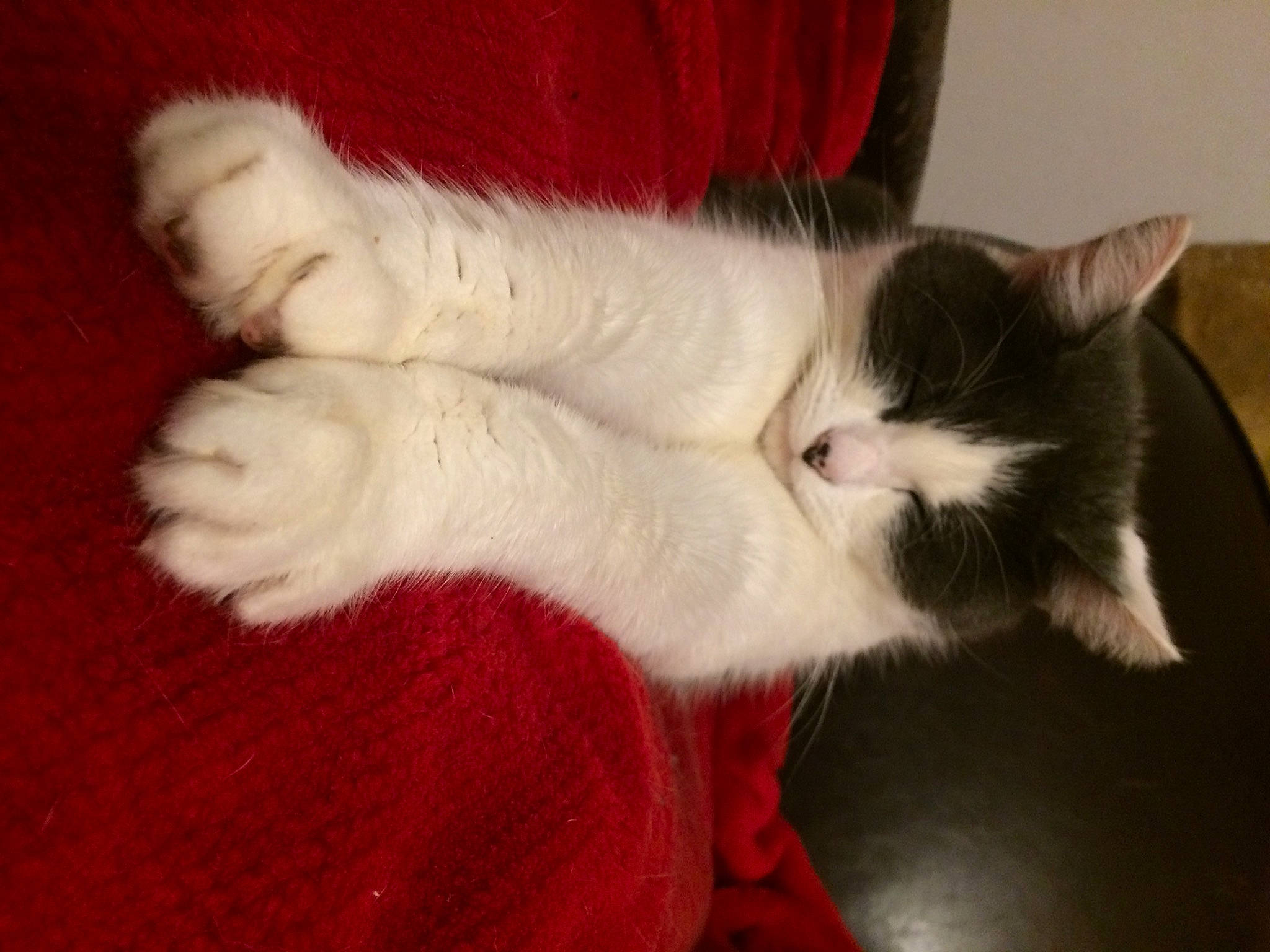 Lael participe au concours pour gagner de l'argent avec cette photo : carmine, carnivore, cat, claw, comfort, domestic_short_haired_cat, fawn, felidae, foot, fur, human_leg, lap, leg, nap, paw, small_to_medium_sized_cats, snout, tail, whiskers