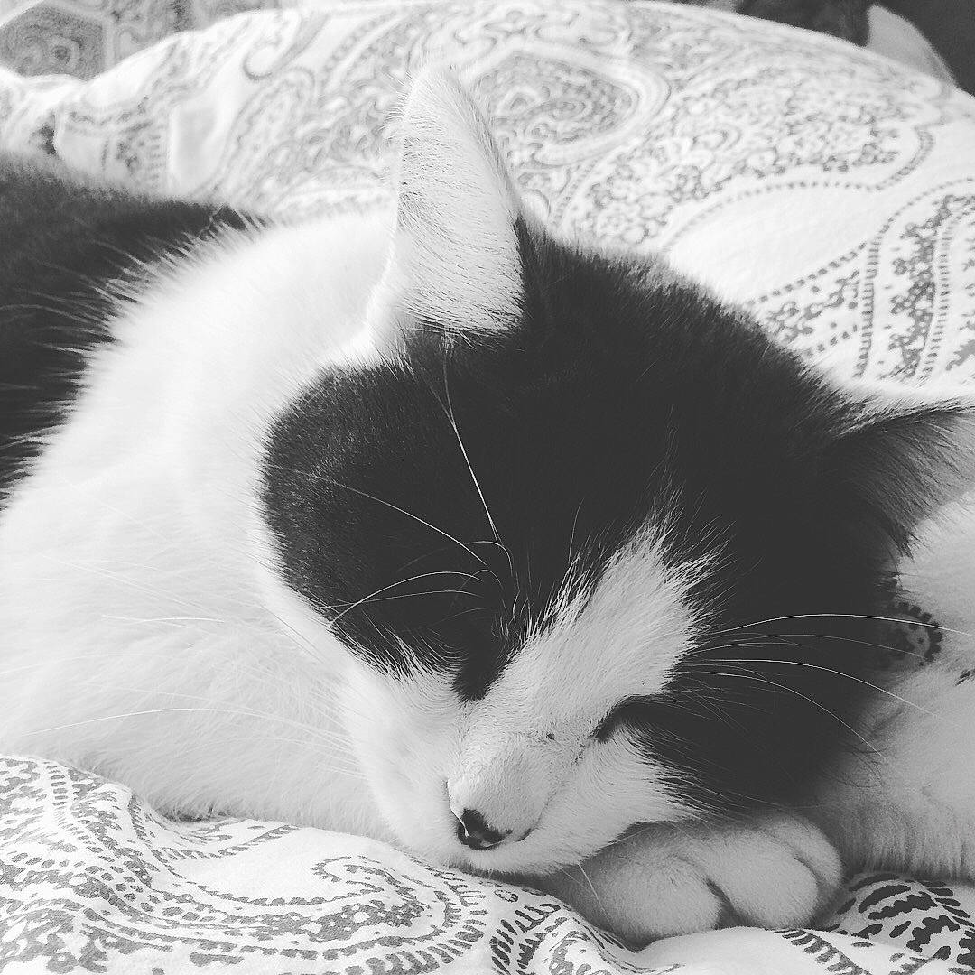 Lael a rejoint le concours — aidez-le/la à gagner de superbes lots ! black, black_and_white, carnivore, cat, comfort, domestic_short_haired_cat, felidae, foot, fur, line, monochrome, monochrome_photography, paw, small_to_medium_sized_cats, snout, style, tail, textile, whiskers, white