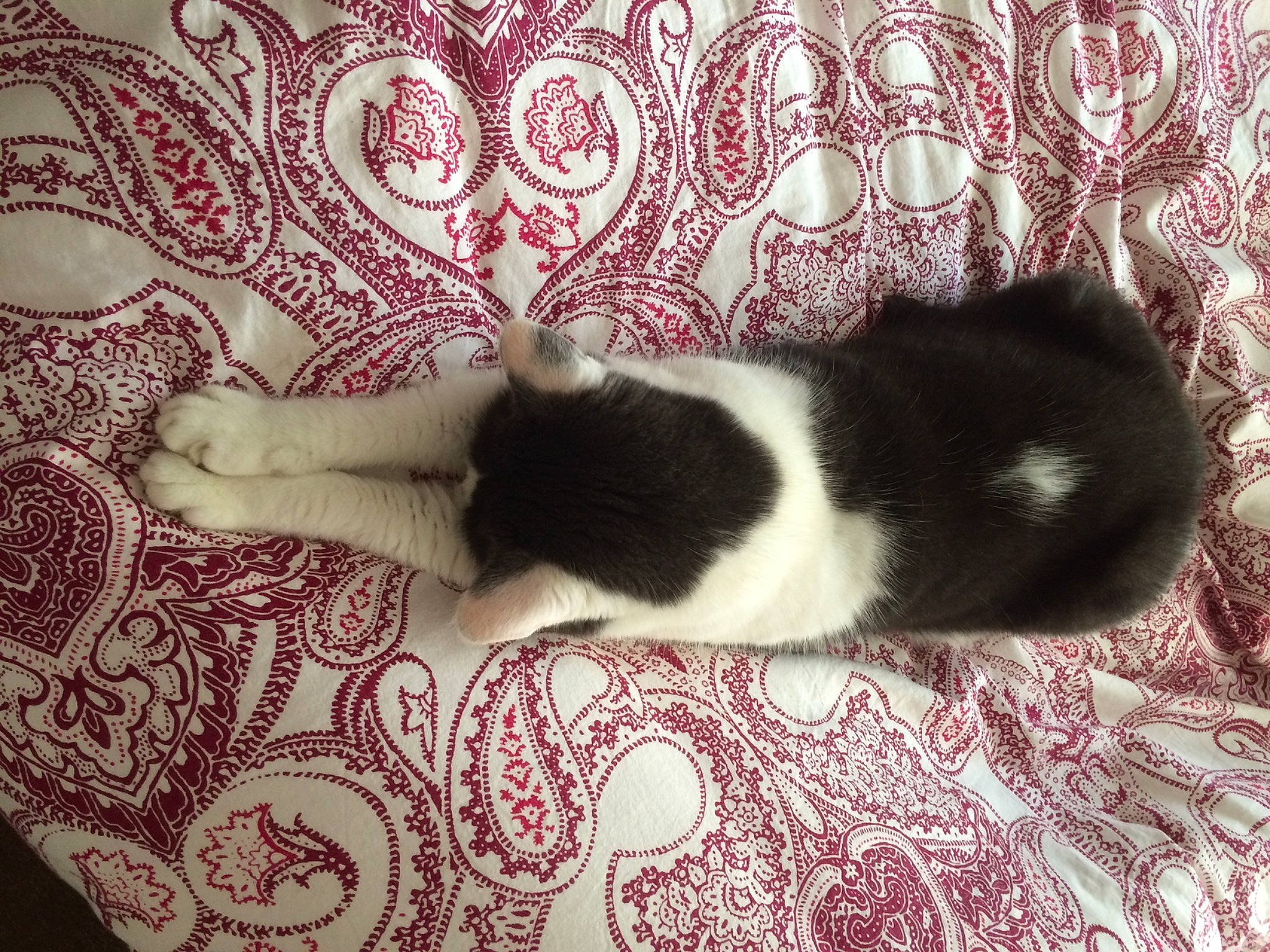 Lael a rejoint le concours — aidez-le/la à gagner de superbes lots ! bedding, carmine, carnivore, cat, comfort, domestic_short_haired_cat, felidae, flooring, fur, human_leg, linens, nap, pattern, room, small_to_medium_sized_cats, tail, terrestrial_animal, textile, visual_arts, whiskers