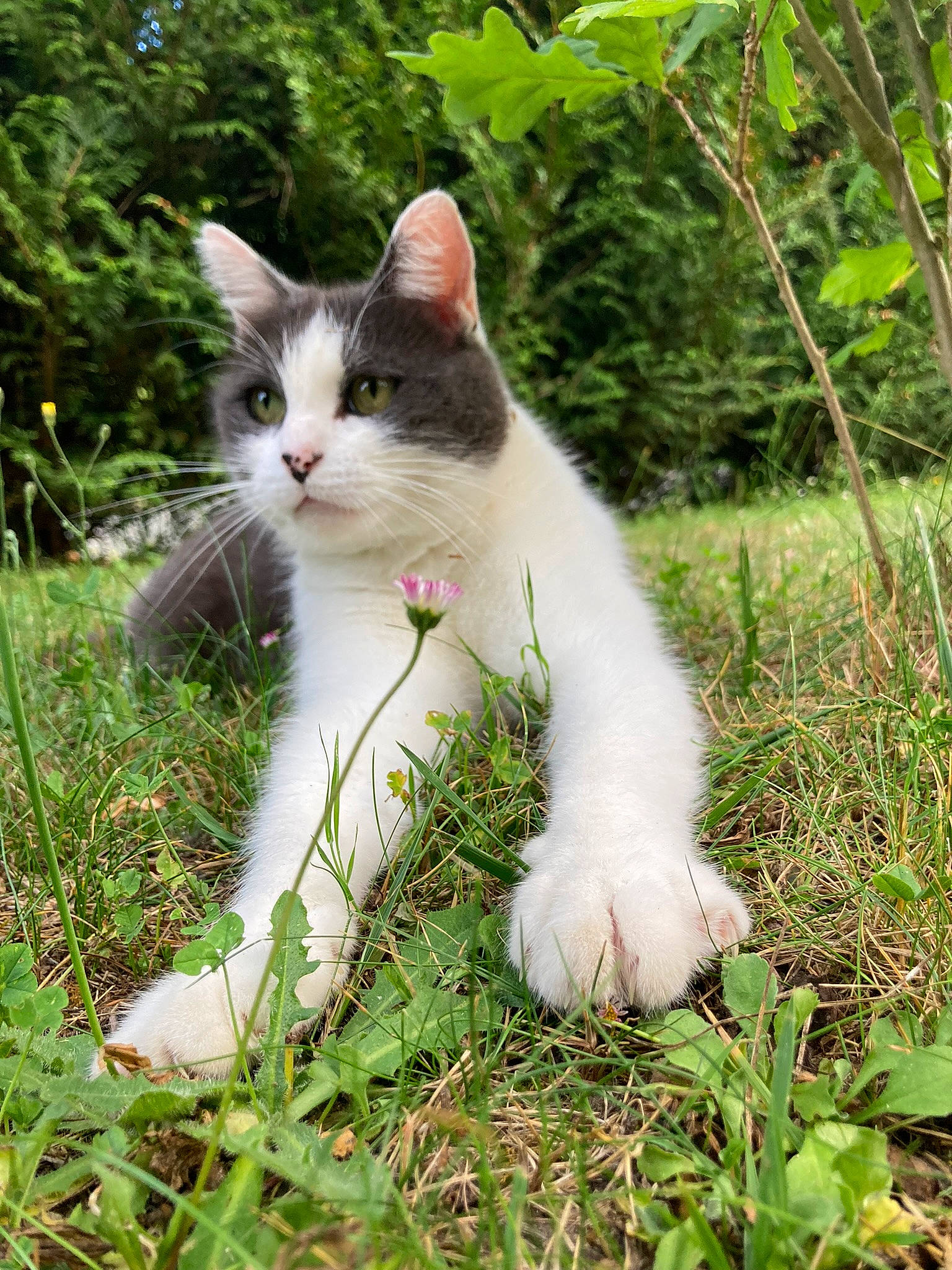 Lael participe au concours pour gagner de l'argent avec cette photo : carnivore, cat, domestic_short_haired_cat, fawn, felidae, fur, garden, grass, grass_family, groundcover, herbaceous_plant, plant, shrub, sitting, small_to_medium_sized_cats, snout, tail, terrestrial_animal, tree, whiskers
