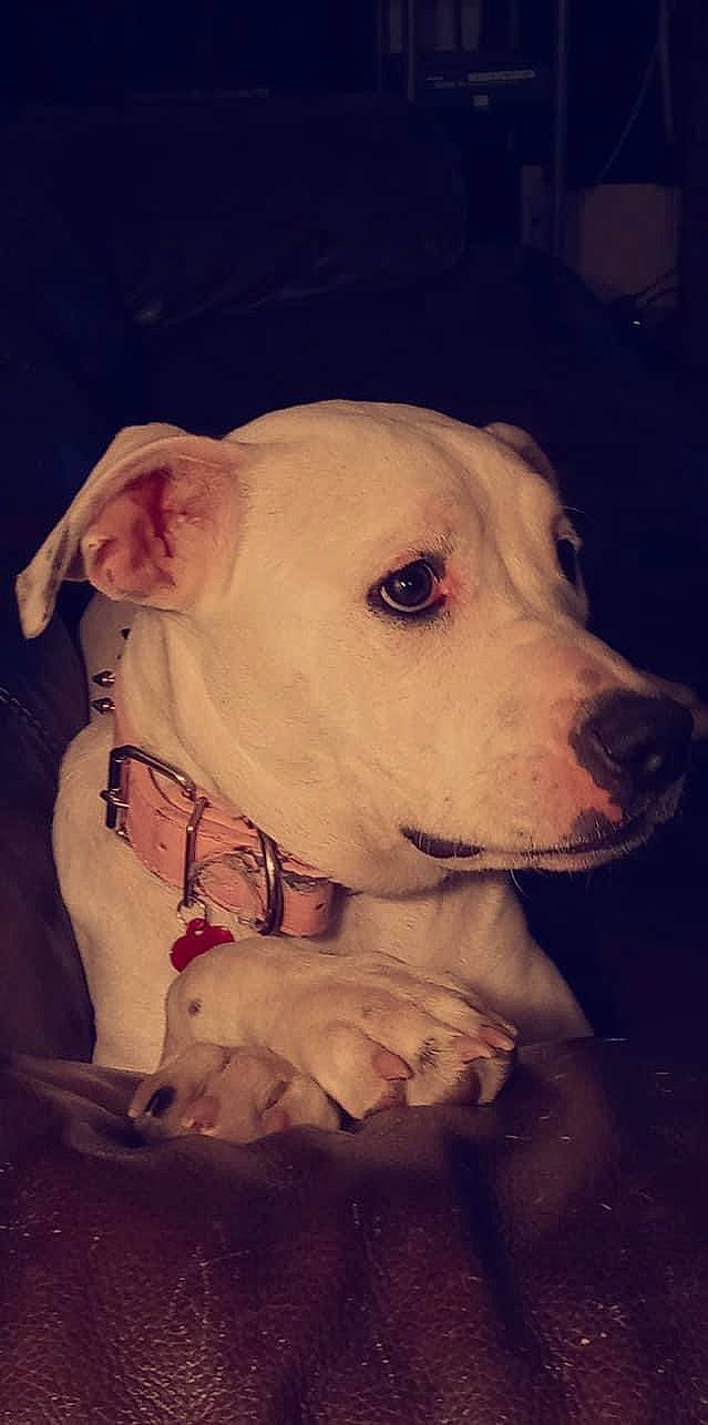 Allie is registered to the contest to win money with this photo: boxer, canidae, carnivore, companion_dog, cordoba_fighting_dog, dog, dog_breed, dog_collar, fawn, molosser, non_sporting_group, pet_supply, snout, sporting_group, terrestrial_animal, whiskers, white_english_bulldog, working_animal