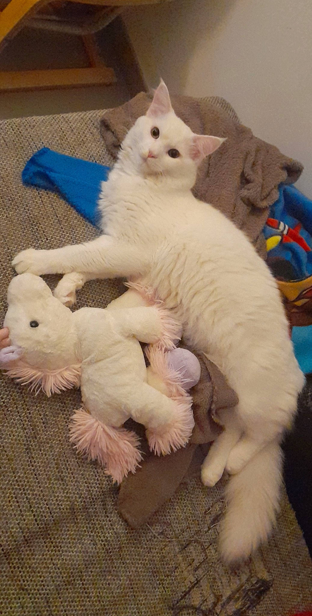 Sampo participe au concours pour gagner de l'argent avec cette photo : carnivore, cat, claw, comfort, domestic_short_haired_cat, fawn, felidae, fur, paw, small_to_medium_sized_cats, snout, tail, terrestrial_animal, toy, whiskers