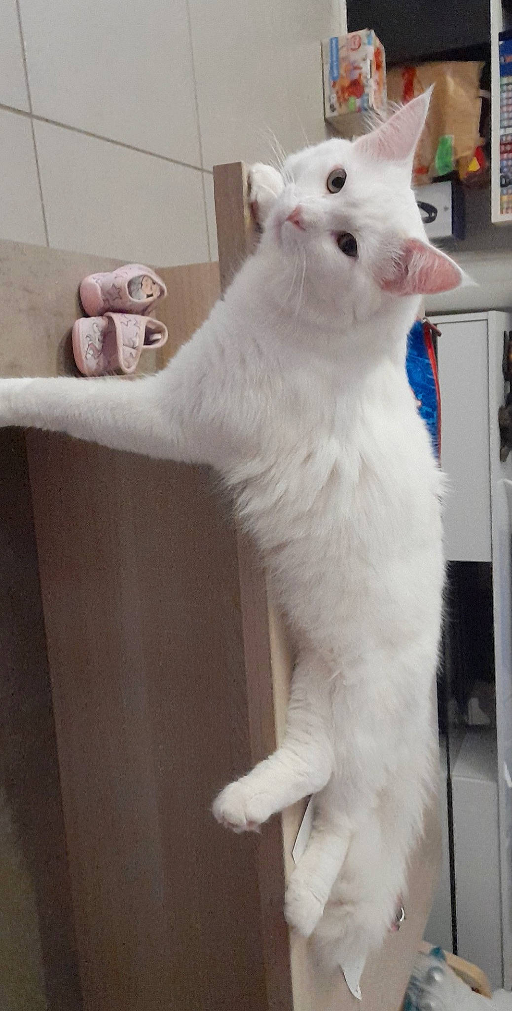 Sampo participe au concours pour gagner de l'argent avec cette photo : carnivore, cat, claw, comfort, domestic_short_haired_cat, felidae, fur, paw, shelf, small_to_medium_sized_cats, snout, tail, terrestrial_animal, whiskers