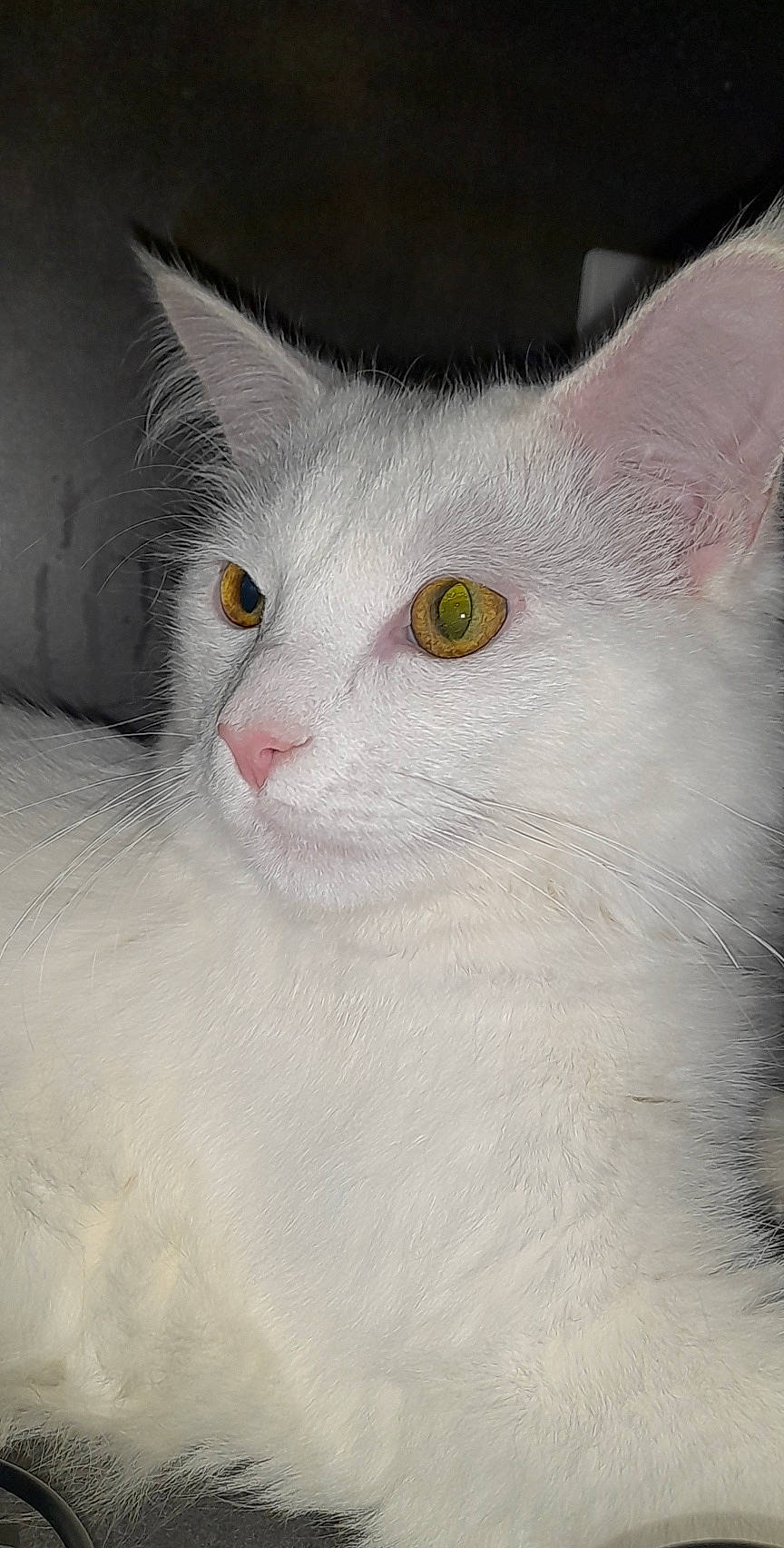 Sampo participe au concours pour gagner de l'argent avec cette photo : carnivore, cat, domestic_short_haired_cat, ear, eyelash, felidae, fur, iris, small_to_medium_sized_cats, snout, terrestrial_animal, whiskers, window