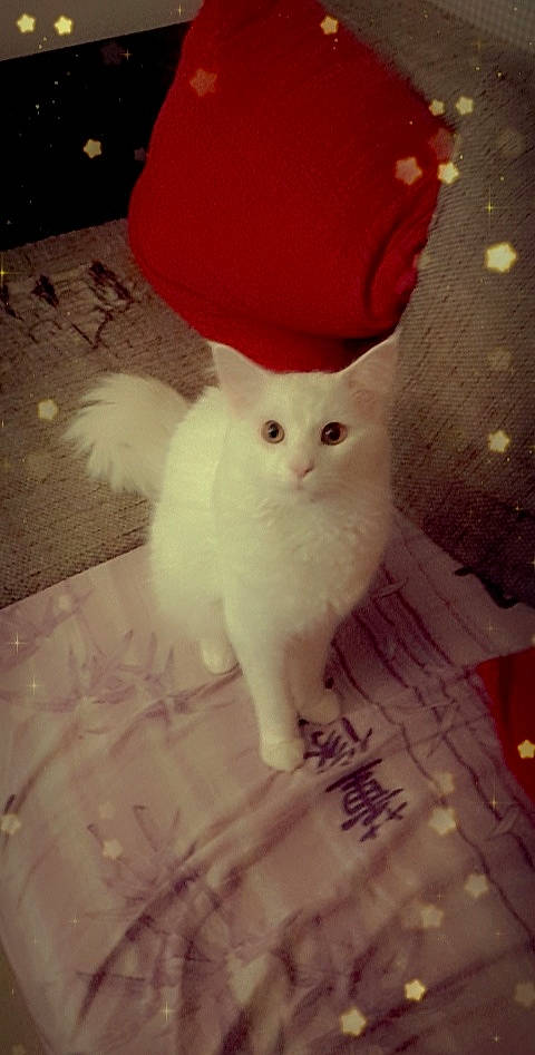 Sampo participe au concours pour gagner de l'argent avec cette photo : art, carnivore, cat, domestic_short_haired_cat, fawn, felidae, flooring, foot, fur, pattern, paw, small_to_medium_sized_cats, snout, tail, whiskers, wood