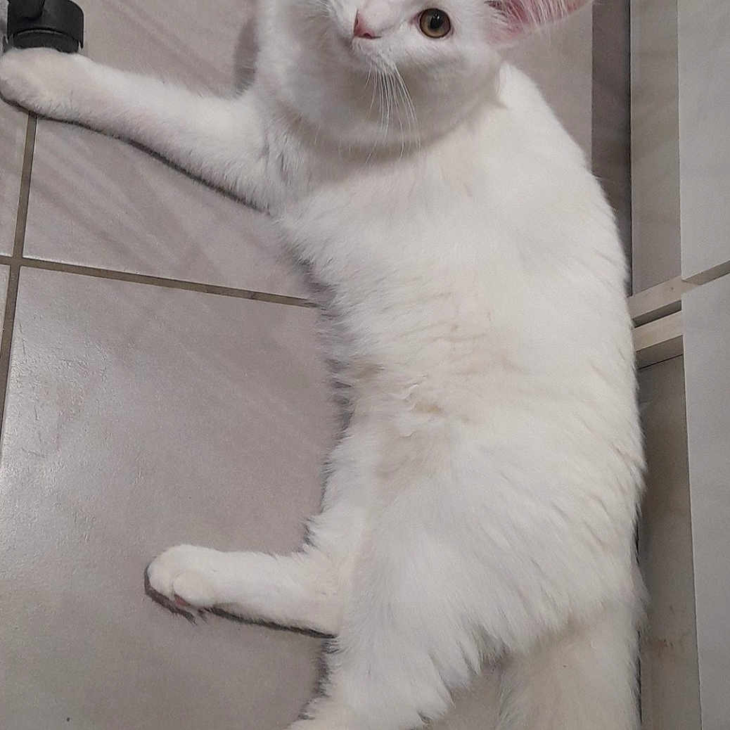 Sampo