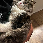 Rambo is registered to the contest to win money with this photo: cat, fluffy, pet, indoor, fur, wide_eyes, curious, human_arm, holding, close_up, brown_floor, black_shirt, whiskers, pink_nose, tabby, white_paws, cute, domestic_animal, feline, portrait