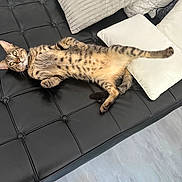 Tigrou a rejoint le concours — aidez-le/la à gagner de superbes lots ! cat, tabby_cat, spotted_fur, lying_down, belly_up, relaxed, playful, green_eyes, whiskers, collar, indoor, sofa, black_leather, cushions, pillows, home_interior, cozy, portrait, pet_photography, funny_pose