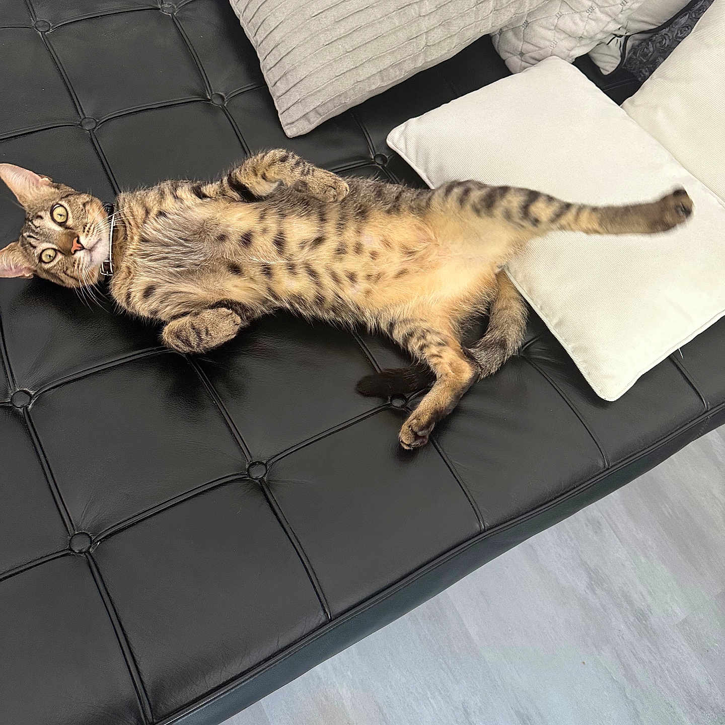 Tigrou