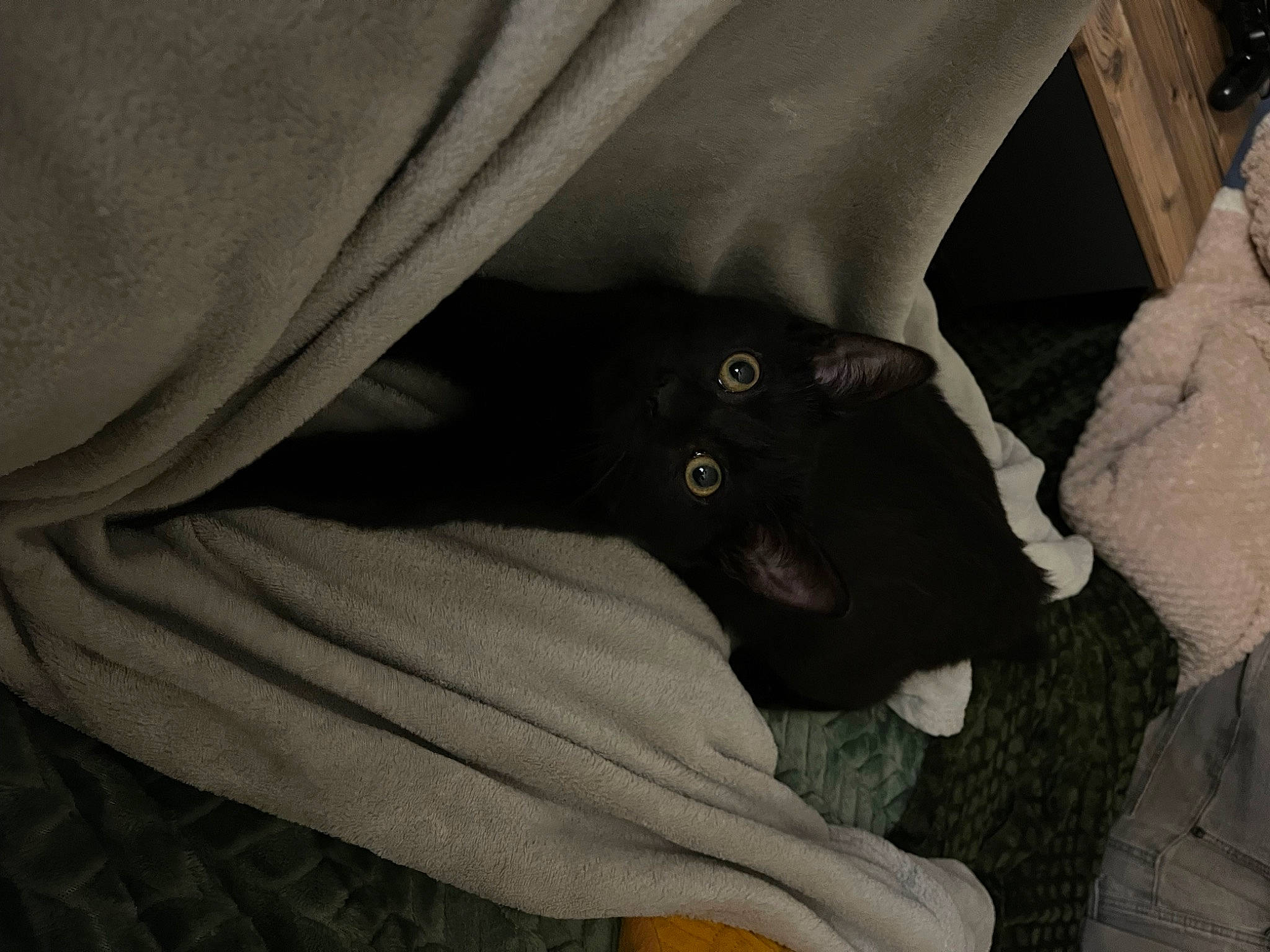 Ulfo a rejoint le concours — aidez-le/la à gagner de superbes lots ! auto_part, black_cat, bombay, canidae, carnivore, cat, comfort, dog_breed, domestic_short_haired_cat, felidae, fur, grey, human_leg, sitting, small_to_medium_sized_cats, snout, sporting_group, tail, thigh, whiskers