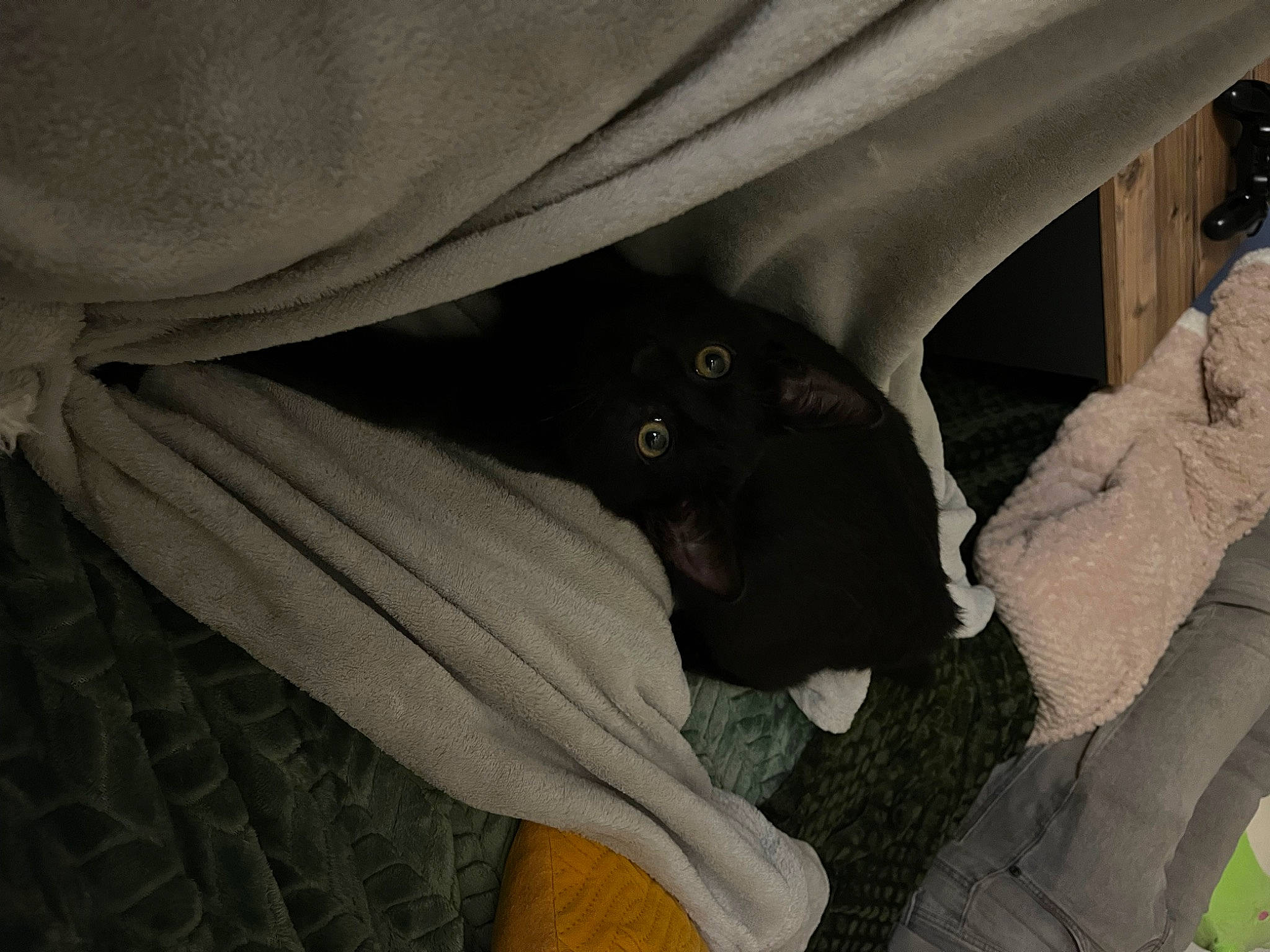 Ulfo a rejoint le concours — aidez-le/la à gagner de superbes lots ! auto_part, automotive_exterior, canidae, car_seat, carnivore, comfort, companion_dog, dog, dog_breed, family_car, felidae, gesture, grey, human_leg, luxury_vehicle, personal_luxury_car, small_to_medium_sized_cats, sporting_group, tints_and_shades, vehicle_door