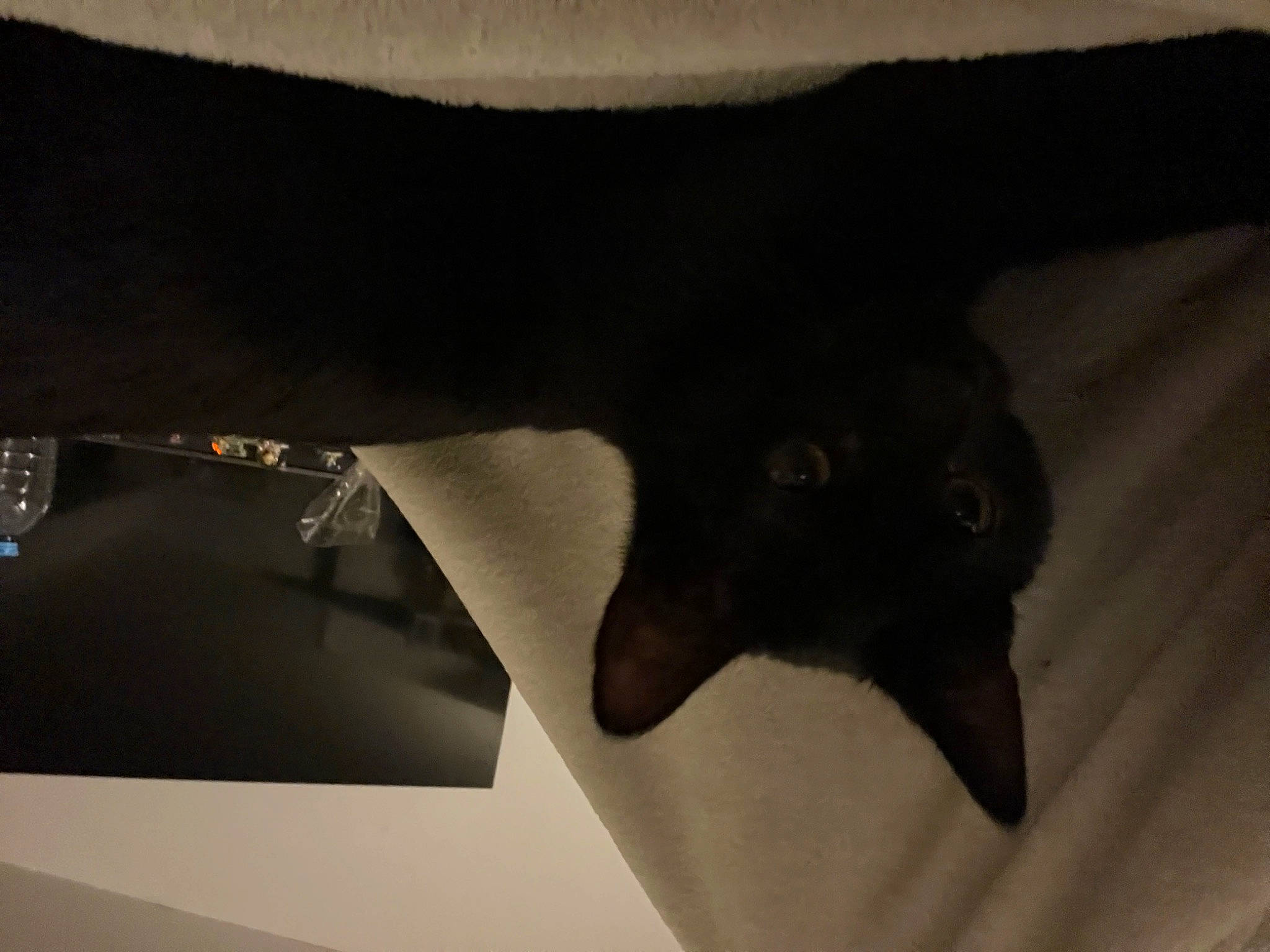Ulfo participe au concours pour gagner de l'argent avec cette photo : art, bombay, carnivore, cat, claw, felidae, foot, fur, gesture, shadow, sleeve, small_to_medium_sized_cats, tail, tints_and_shades, visual_arts, whiskers
