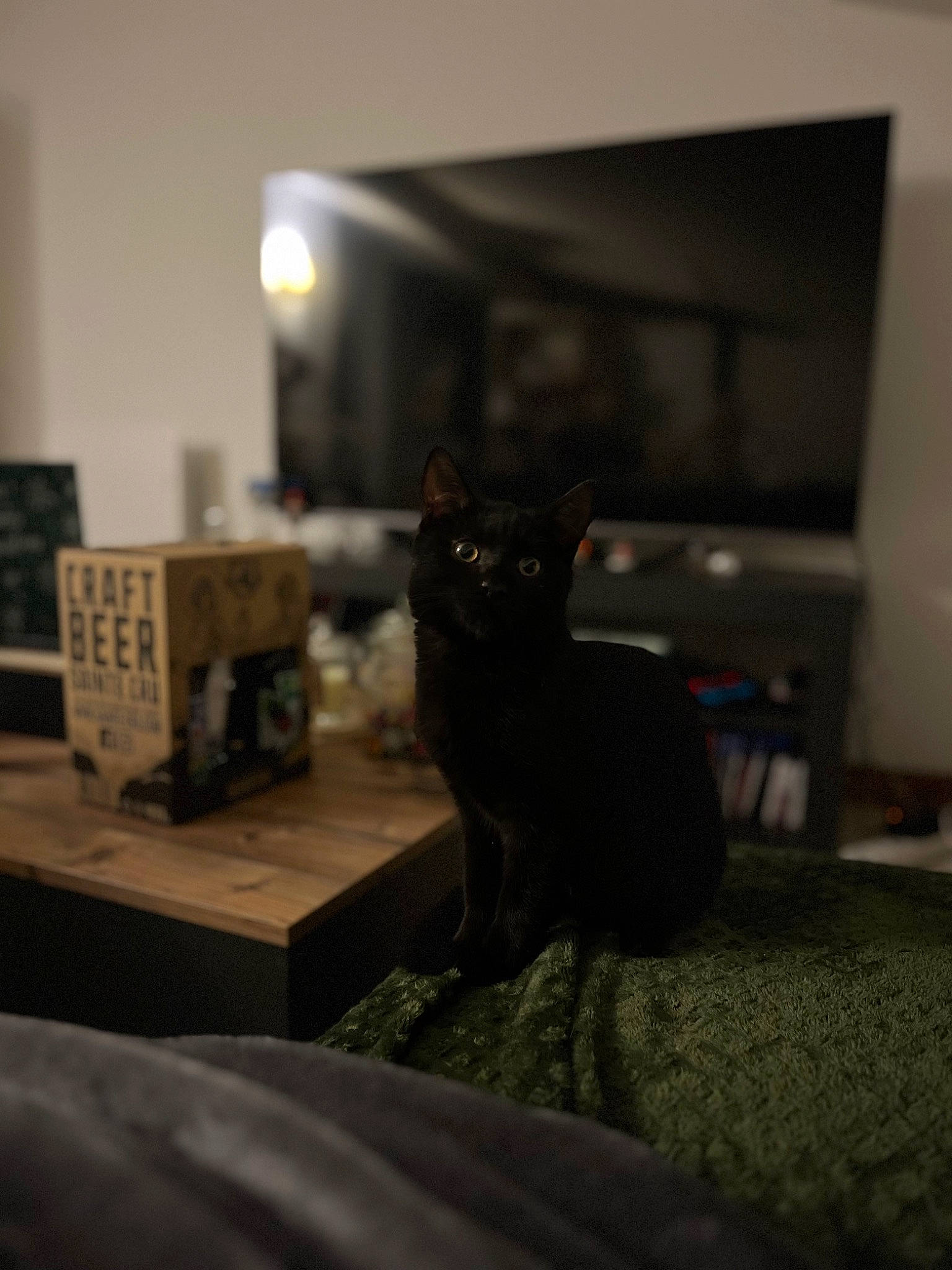 Ulfo a rejoint le concours — aidez-le/la à gagner de superbes lots ! black_cat, bombay, carnivore, cat, comfort, darkness, domestic_short_haired_cat, felidae, flooring, fur, grey, hardwood, room, shelf, small_to_medium_sized_cats, snout, tail, terrestrial_animal, whiskers, wood