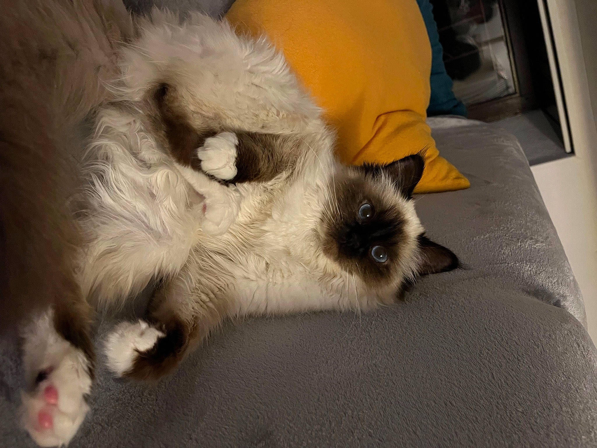 Urya participe au concours pour gagner de l'argent avec cette photo : canidae, carnivore, chair, comfort, companion_dog, couch, dog, dog_breed, dog_supply, fawn, fur, nap, paw, small_terrier, snout, sporting_group, terrestrial_animal, toy_dog, whiskers, working_animal