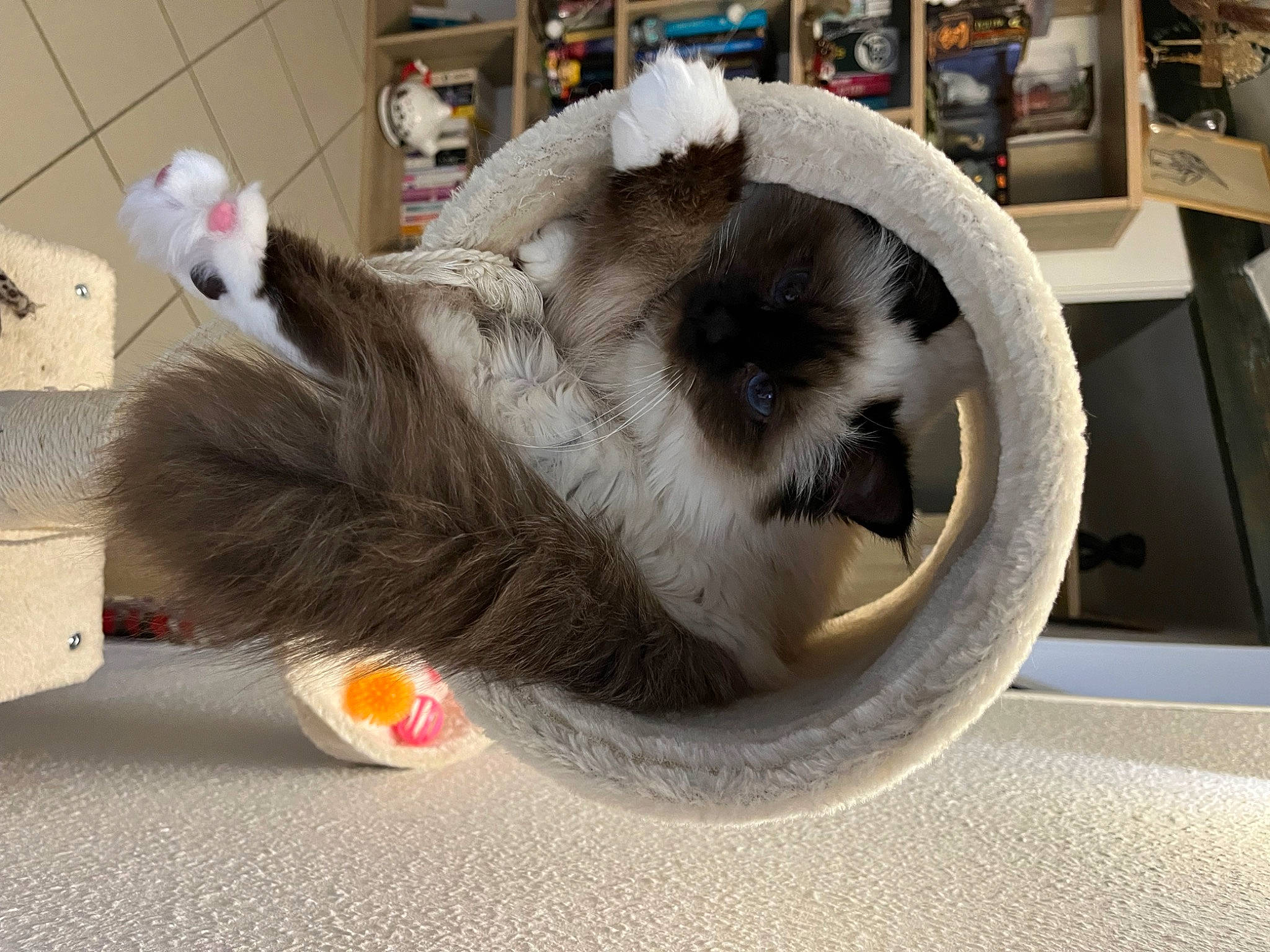 Urya participe au concours pour gagner de l'argent avec cette photo : carnivore, cat_toy, claw, domestic_short_haired_cat, felidae, fur, paw, small_to_medium_sized_cats, snout, tail, terrestrial_animal, whiskers