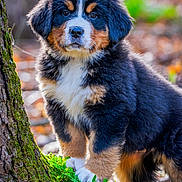 Ida joined the competition — help win amazing prizes! bernese_mountain_dog, puppy, dog, forest, tree, moss, greenery, nature, outdoor, animal, cute, fluffy, fur, portrait, young, pet, standing, soft_light, blurred_background, adorable