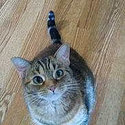 Tia joined the competition — help win amazing prizes! cat, tabby, pet, animal, looking_up, wooden_floor, indoor, fur, whiskers, ears, tail, cute, domestic, mammal, eyes, paws, striped, feline, curious, sitting