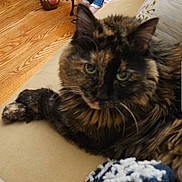 Maisy joined the competition — help win amazing prizes! cat, tortoiseshell, feline, pet, indoor, couch, fur, green_eyes, wooden_floor, relaxed, whiskers, animal, mammal, domestic, home, furniture, cozy, closeup, portrait, resting