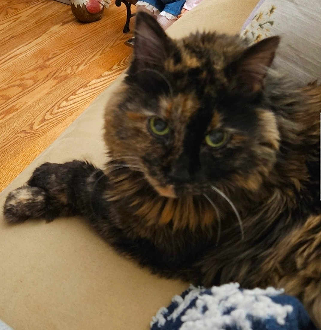 Maisy joined the competition — help win amazing prizes! cat, tortoiseshell, feline, pet, indoor, couch, fur, green_eyes, wooden_floor, relaxed, whiskers, animal, mammal, domestic, home, furniture, cozy, closeup, portrait, resting