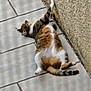 Doudounette a rejoint le concours — aidez-le/la à gagner de superbes lots ! animal, belly_up, cat, cute, domestic_cat, floor, fur, indoor, lying_down, pet, relaxed, resting, sleeping, striped, tabby, tail, tiles, wall, whiskers, white_paws