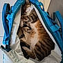 Doudounette a rejoint le concours — aidez-le/la à gagner de superbes lots ! animal, backpack, blue, cat, closeup, comfort, cozy, curled_up, fabric, feline, floor, indoor, pet, resting, sleeping, soft, tabby, tile_floor, white, zipper