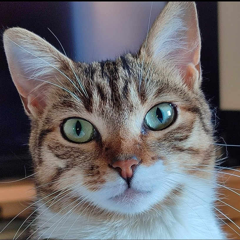Doudounette participe au concours pour gagner de l'argent avec cette photo : animal, cat, close_up, curious, cute, domestic_cat, ears, face, feline, focus, fur, green_eyes, indoor, looking, nose, pet, portrait, soft_background, tabby, whiskers