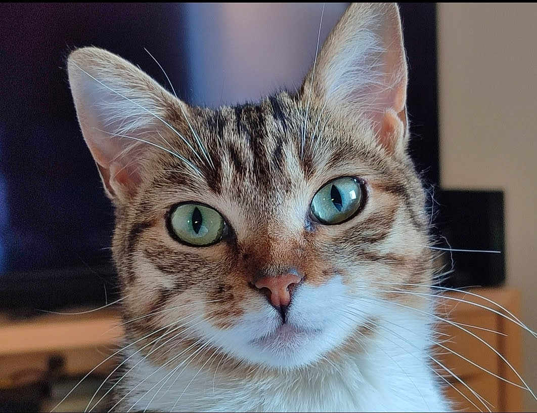 Doudounette participe au concours pour gagner de l'argent avec cette photo : animal, cat, close_up, curious, cute, domestic_cat, ears, face, feline, focus, fur, green_eyes, indoor, looking, nose, pet, portrait, soft_background, tabby, whiskers