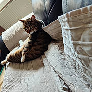 Doudounette participe au concours pour gagner de l'argent avec cette photo : cat, couch, cozy, cushion, domestic_animal, feline, fur, green_eyes, home, indoor, leisure, looking_away, pet, quilted_cover, relaxed, seated, soft_light, tabby_cat, whiskers, window