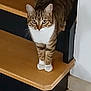 animal, cat, curious, domestic_cat, ears, feline, floor, home, house, indoor, looking, mammal, pet, stairs, step, tabby, tile_floor, whiskers, white_paws, wooden_stairs