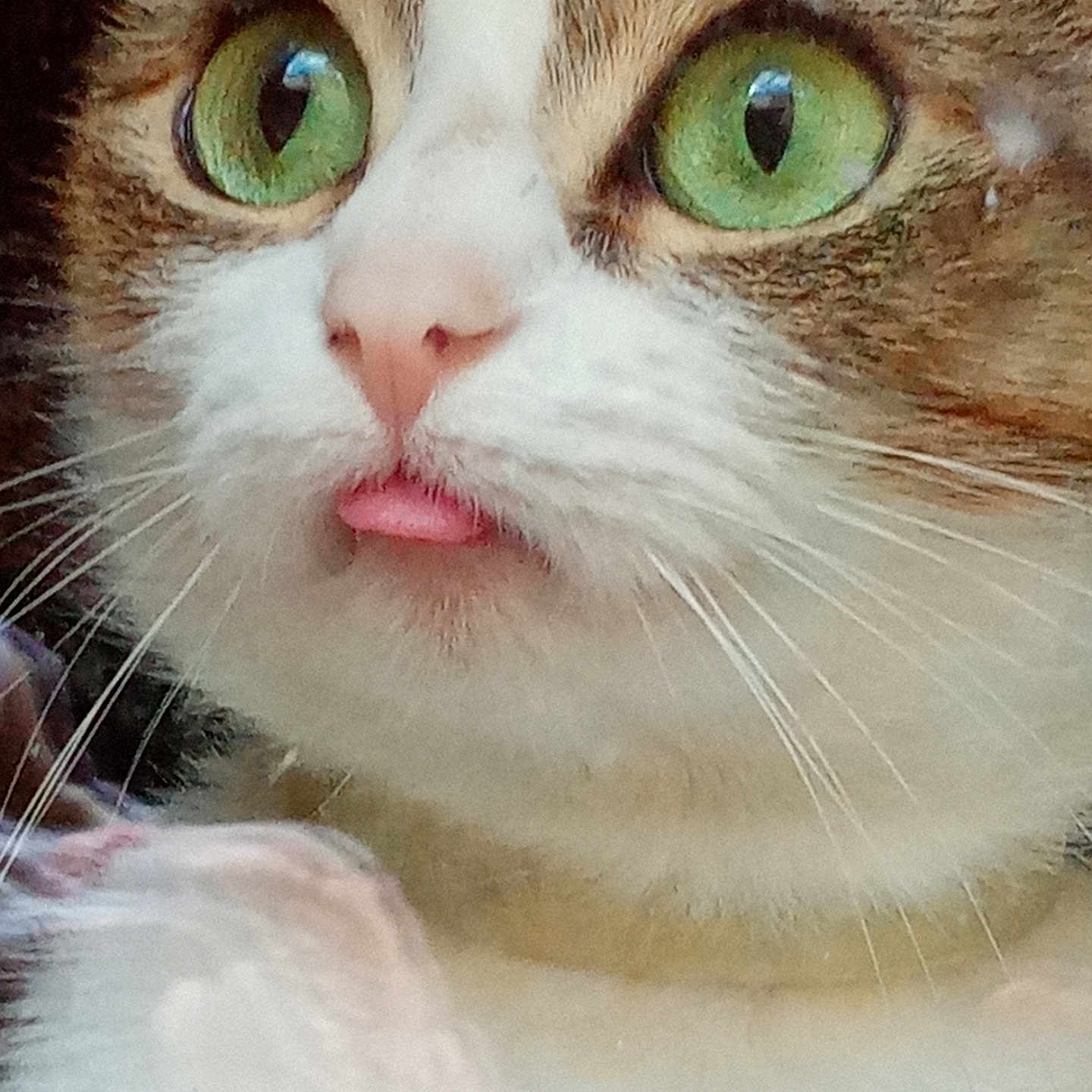 Mimie