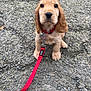 puppy, dog, golden, leash, collar, sitting, outdoor, gravel, cute, pet, animal, young, looking, ears, fur, small, adorable, front_paws, waiting, companion