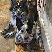 Novella is registered to the contest to win money with this photo: dog, happy, tongue_out, ears_up, tile_floor, indoor, kitchen, two_dogs, black_and_white, spotted, pet, canine, smiling, laying_down, fur, friendly, domestic_animal, companion, animal, cute