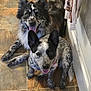 dog, happy, tongue_out, ears_up, tile_floor, indoor, kitchen, two_dogs, black_and_white, spotted, pet, canine, smiling, laying_down, fur, friendly, domestic_animal, companion, animal, cute