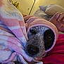 dog, blanket, pink, white, cozy, snug, indoor, lamp, pillow, fur, face, resting, closeup, pet, comfort, warm, relaxation, couch, animal, wrapped