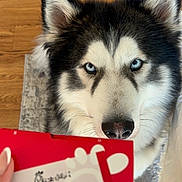 Zeus joined the competition — help win amazing prizes! dog, husky, blue_eyes, close_up, indoor, wooden_floor, carpet, receipt, hand, food_order, pet, animal, fur, black_and_white, curious, looking_up, face, snout, ears, domestic_animal