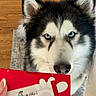 dog, husky, blue_eyes, close_up, indoor, wooden_floor, carpet, receipt, hand, food_order, pet, animal, fur, black_and_white, curious, looking_up, face, snout, ears, domestic_animal