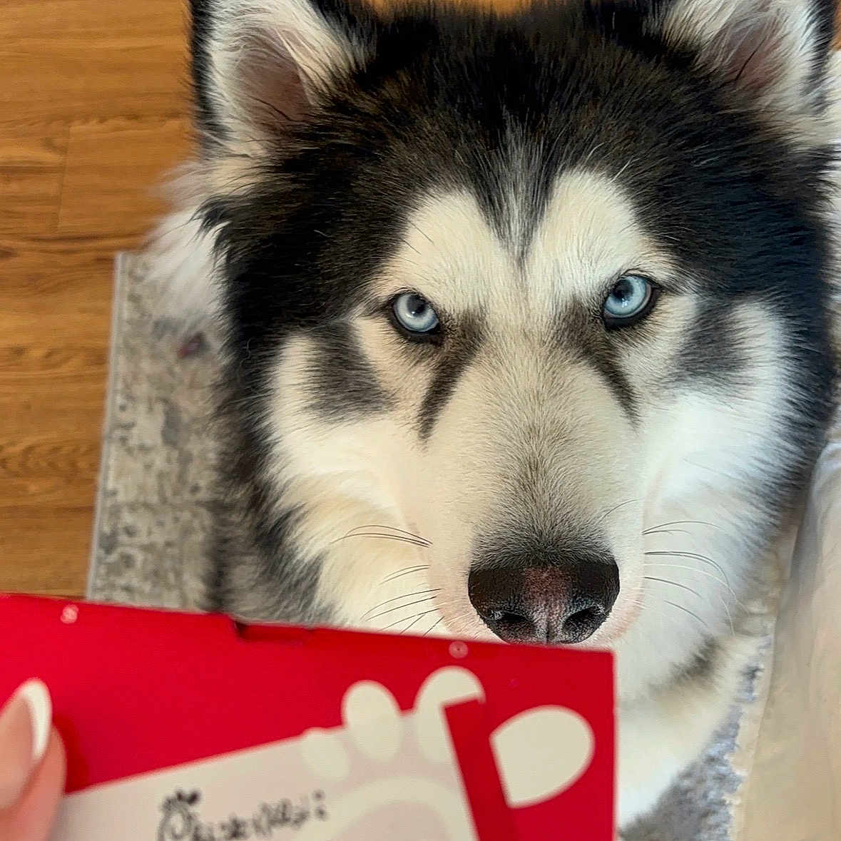 Zeus joined the competition — help win amazing prizes! dog, husky, blue_eyes, close_up, indoor, wooden_floor, carpet, receipt, hand, food_order, pet, animal, fur, black_and_white, curious, looking_up, face, snout, ears, domestic_animal