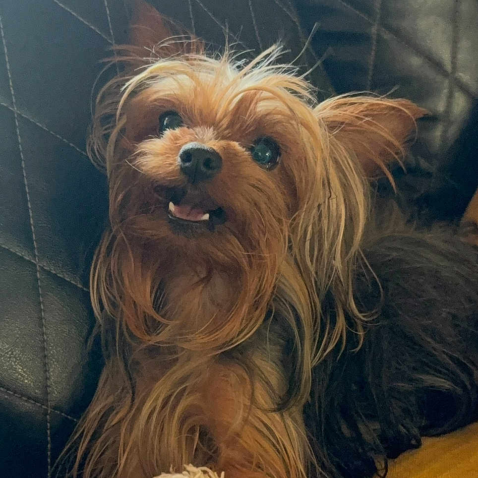 Cholula joined the competition — help win amazing prizes! animal, black_couch, canine, companion, cute, dog, domestic_animal, fur, furry, happy, indoor, leather_couch, long_hair, lying_down, pet, sitting, small_dog, smiling, tongue_out, yorkshire_terrier