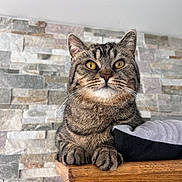 Oggy a rejoint le concours — aidez-le/la à gagner de superbes lots ! cat, tabby, pet, animal, feline, whiskers, ears, paws, wood, pillow, indoor, stone_wall, curious, sitting, closeup, domestic_cat, fur, yellow_eyes, house, resting
